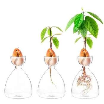 Стъклени семена растение подарък ваза любителите стартер с за градинарство комплект отглеждане вази авокадо стикери